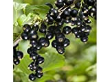 1 PIANTA DI RIBES nero nigrum noir in zolla h 20 30 cm frutti di bosco da frutto