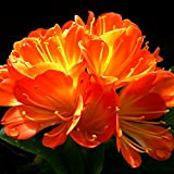 1 pz African Kaffir Lily Clivia Miniata Semi Bella Giardino Giardino Pianta Fiore per Donne, Uomini, Bambini, Principianti, Giardinieri Regalo