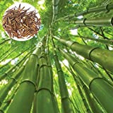 1 sacchetto di semi di bambù per piantare, semi di giardino freschi giganti naturali ornamentali per parco facile da piantare, ...