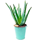 1 x Aloe Vera | 25-35cm | Pianta Medicinale da Interno | Pianta Regalo in Vendita