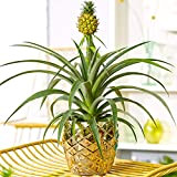 1 x Splendido Ananas comosus Amigo | Pianta d'Ananas Sempreverde | 35-45cm