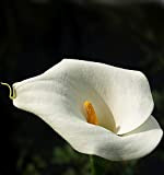10 Bulbi di CALLA BIANCA GIGANTE - Zantedeschia aethiopica - Bulbo Rizoma (10)