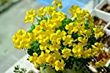 10 lampadine di Oxalis gialle facili da mantenere, fragranza floreale leggera, ideale per giardini ornamentali durante la stagione della fioritura, ...