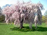 10 pc/sacchetto piangenti semi, semi di sakura fiori di ciliegio, bellissimo albero sakura semi bonsai vaso di fiori albero per ...