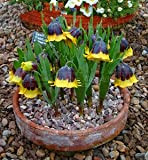 10 pc / sacchetto semi corona imperiale 9 colori Fritillaria Imperialis Semi Ground Cover Bonsai semi di fiore Vaso da ...