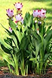 10 pc/sacchetto Thailandia curcuma semi, detti anche semi Siam Tulip, semi di fiori rari di un membro della famiglia di ...