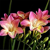 10 pezzi bulbi di fresia rosa estremamente profumati bulbo perenne robusto fiore primaverile alto valore ornamentale decorazione della serra per ...