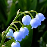 10 pezzi Bulbi di mughetto per piantare in giardino Colore accattivante Forma strana Tuberi di fiori appariscenti perenni Il giardino ...
