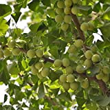 10 pezzi di ginkgo biloba semi alberi ornamentali materiali essenziali per la decorazione domestica creare un ambiente verdeggiante paesaggistico aromatico