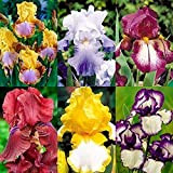 10 pezzi Mescola Iris Lampadine Fiori da giardino all'aperto Fiori di cimelio facili da sopravvivere Primavera affascinante che copre l'intero ...