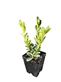 10 pezzi pianta piante di bosso buxsus arredo esterno giardini esterno in vaso 7 h 25 cm incluso vaso