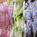 10 pezzi semi di glicine misti decidui rampicanti rampicanti fiori colorati decorare giardino cortile forte adattabilità pianta facile
