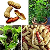 10 pz/borsa di semi di arachidi rosso alto tasso di germinazione facile da coltivare naturale commestibile a crescita rapida annuale ...