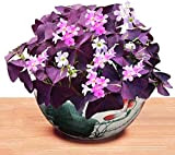 10 Pz Bulbi Oxalis Foglie viola e piccoli fiori bianchi Le piante a terra possono essere piantate in vasi e ...