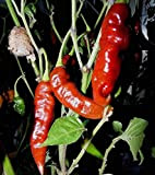 10 semi di cioccolato Bhut Jolokia Pepper Seeds - Hot Peppers!