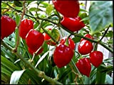 10 Semi di Habanero Rosso peperoncino spiccato piccante, Red Hot Pepper, Guida Coltivazione