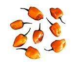 10 semi di peperoncino Habanero Orange, by Samenchilishop – semi store-