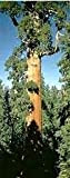 10 semi di Sequoiadendron giganteum Sequoia gigante