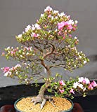 10 Semi giapponese di fioritura Fiore di ciliegio bonsai, esotico rare semi Sakura Bonsai
