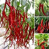 10 semi gigante Spezie piccanti di peperoncino rosso rovente Semi piante in vaso bonsai gard