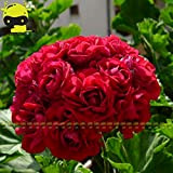 10 SEMI/PACK, Red Giant Appleblossom Rosebud Pelargonium Geranio seme di fiore giardino domestico di DIY Piantare