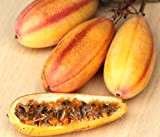 10 Semi Passiflora mollissima, Banana Frutto della passione commestibile Passion Fruit Seed