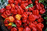 10 Semi Peperoncino Scotch Bonnet Red Habanero*Hot Chilli Pepper seeds semillas