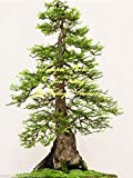10 semi Sequoiadendron Giganteum Sequoia gigante albero semi di albero standard o Bonsai Rugged