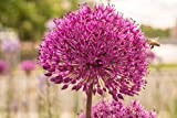 10 X Allium Aflatunese Purple Sensation - Bulbi Di Alta Qualità (10)