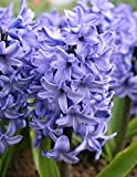 10 X Giacinti Blue Star - Hyacinthus Blue Star - Calibro Superiore (10)
