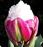 10 X Tulipani Ice Cream - Tulipani Gelato - Bulbi Di Alta Qualità (10)