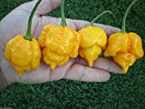 (10) Yellow Trinidad Scorpion MORUGA Pepper Seeds