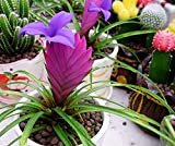 100 / Bag Tillandsia Orchid Seeds, Tillandsia Cyanea Bonsai Semi di fiori, Fiori rari per giardino domestico Plante