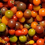 100 cherry tomato seeds (5 varieties mixed)