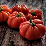 100 Graines de Tomate Marmande , Solanum lycopersicum Tomato seeds
