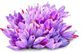 100 grandi bulbi di ZAFFERANO (Crocus sativus) circonferenza 10/+ cm