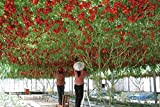 100 italiano Albero di pomodoro * HEIRLOOM RARE !! * semi di vita semi di pomodoro gigante albero da frutto
