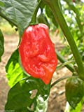 (100) NAGA MORICH Pepper Seeds ~Sister of The Bhut Jolokia~