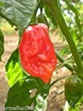 (100) Naga Morich Pepper Seeds ~ sorella del Bhut Jolokia ~