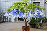 100 pc/bag Brugmansia semi Datura, Brugmansia nano Angelo Trombe bonsai semi di fiori, rara pianta in vaso per la casa ...