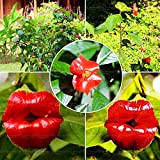 100 pc/sacchetto labbra rosse Semi di fiore raro Sementi di fiori Parco Yard pianta Psychotria Elata Semi per il giardino ...