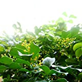 100 Pcs Aglaia odorata Lour Seeds Bonsai Seeds Bonsai Plants Flower Seeds DIY Home Garden High Germination Rate
