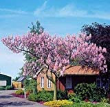 100 PCS albero rea Paulownia semi di albero principessa o albero imperatrice rari viola semi dell'albero del colore del fiore ...