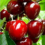 100 Pezzi ciliegia Semi Frutta da piantare all'interno e all'esterno con buccia di colore rosso brillante Colore speciale ad alto ...