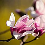 100 pezzi di semi di magnolia alberi ornamentali decidui da piantare in giardini e cortili che sbocciano bellissimi fiori illuminano ...