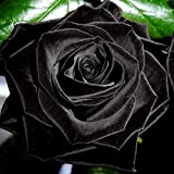 100 pezzi misteriosi semi di rosa nera per casa, ufficio, decorazione bonsai, 100 semi di rosa per donne, uomini, bambini, ...
