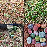 100 Pezzi Misti Lithops Seeds Live Rock Plant Bonsai Garden Decoration Semi di Lithops