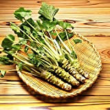 100 pezzi semi rafano giapponese seme Wasabi vegetablesfor piante giardino di casa
