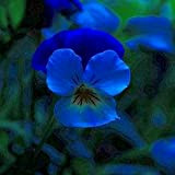 100 Pezzi Viola del pensiero blu Semi in vaso esotiche di colore blu casa e giardinaggio fai da te fiori ...