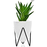 100 pz Aloe Vera Semi di Piante Ornamentali Alto Tasso di Germinazione Facile da Coltivare Giardino Patio Piantare Fai da ...